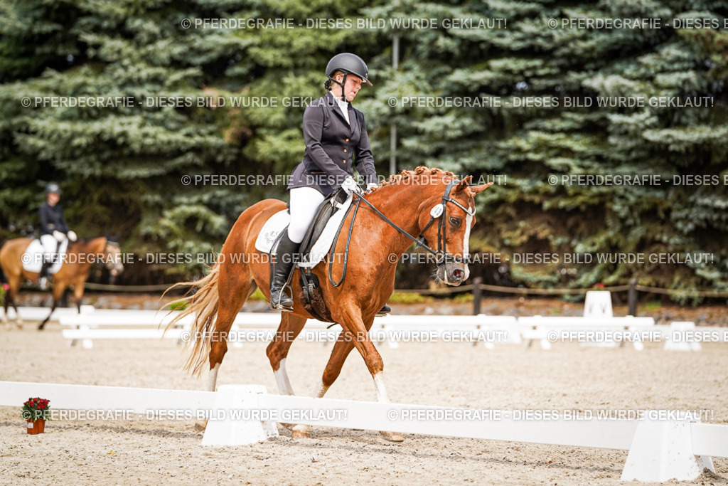 DSC04275 | Pferdegrafie