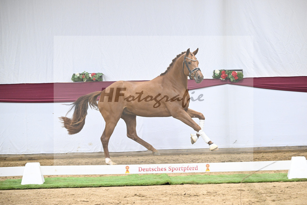 Kat-Nr. 134 Vitalis x Millennium_PBM Pfefferle GmbH_47254563 | hf-fotografie - Realisiert mit Pictrs.com