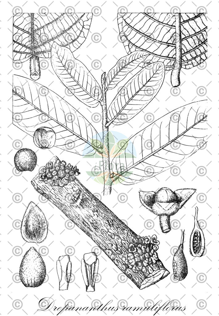 HistAbb_wfo-0001165100_1_ENZY_Simple | Historische Abbildung von Drepananthus ramuliflorus - Annonaceae | Historical Illustration of Drepananthus ramuliflorus - Annonaceae