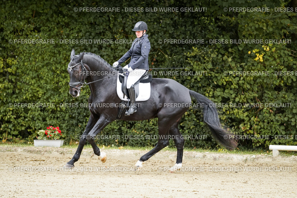 DSC08911 | Pferdegrafie