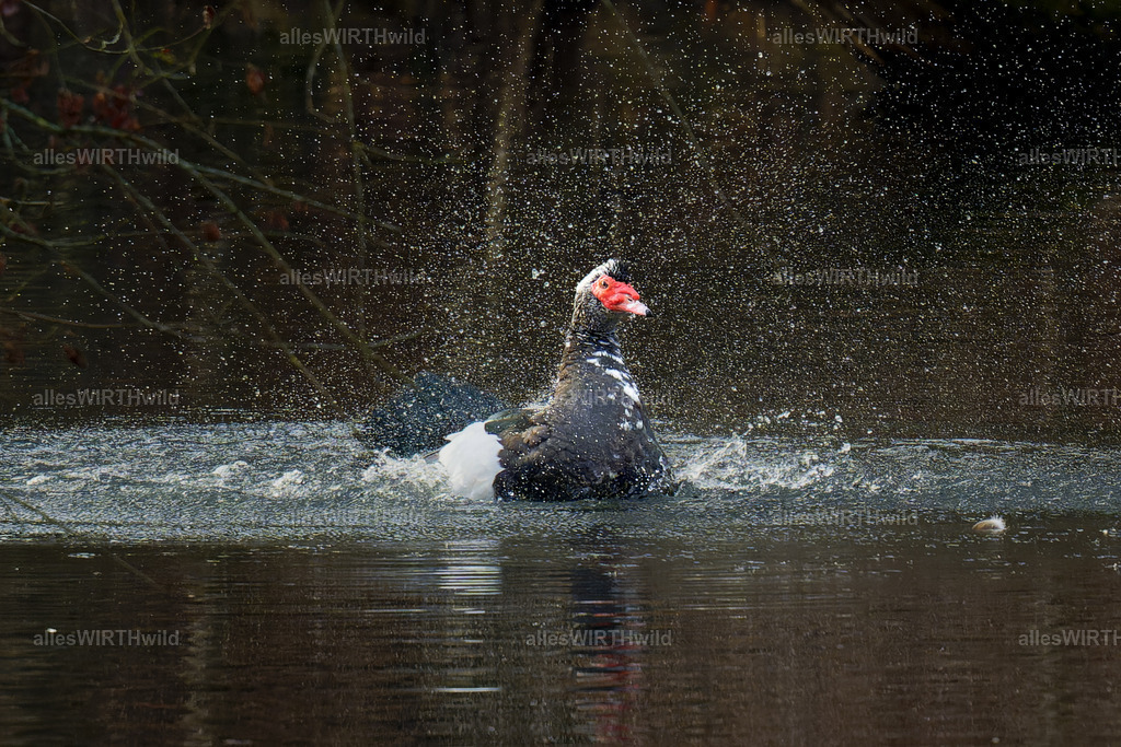 Daniel Wirth - www.allesWIRTHwild.de -7IV01376-ARW_DxO | Entdecke die faszinierende Welt der Natur- und Wildlife-Fotografie von Daniel und Bärbel. Inspirierende Bilder von wilden Tieren und kleinen Naturwundern.