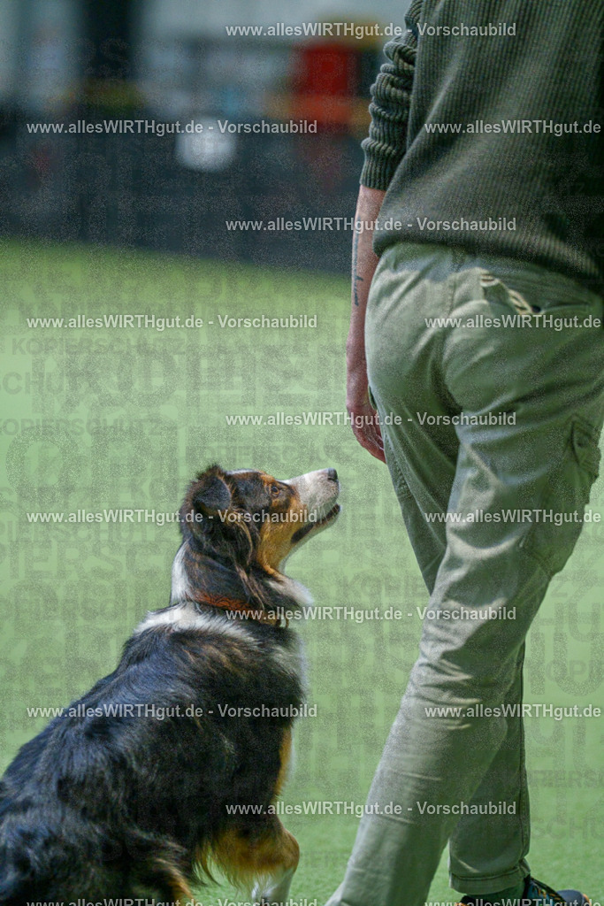 7R506062 | Professionelle Tierfotografie in Mönchengladbach von Daniel Wirth (allesWIRTHgut). Liebevolle & natürliche Bilder von Hunden & Katzen für unvergessliche Erinnerungen.