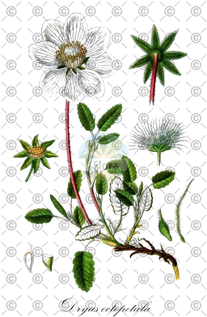 HistAbb_EMP_57976_SRC_Schlechtendal_FLORAD_SIMPLE | Historische Abbildung von Dryas octopetala - Rosaceae (Eigentliche Weiße Silberwurz;Weiße Silberwurz;Silberwurz) | Historical Illustration of Dryas octopetala - Rosaceae (mountain avens)