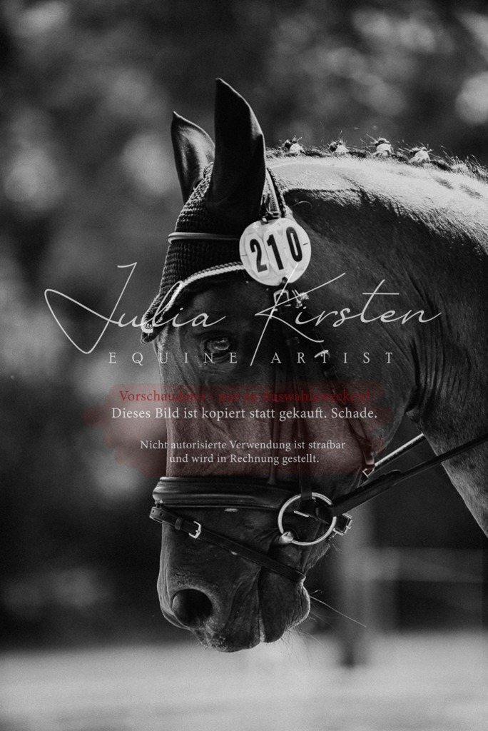 DSC_1040 | Pferde- und Turnierfotografie in Westsachsen. Pferdeportraits, Auftragszeichnungen und intuitive Kunst.
