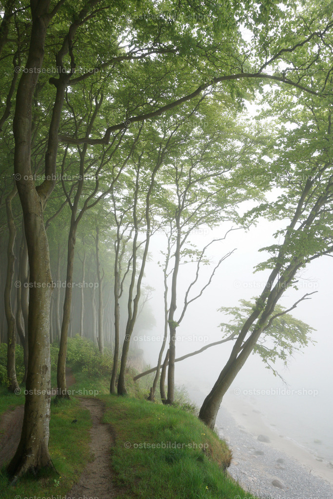 Uferwald im Seenebel | Seenebel über der Ostsee breitet sich im angrenzenden Küstenwald aus.