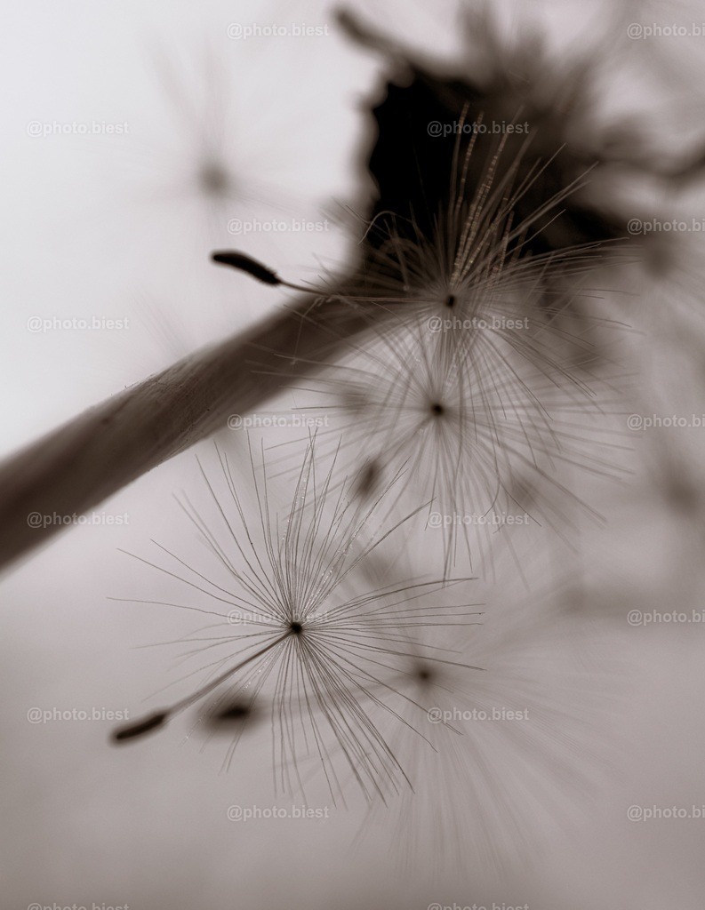 Fallende Schirme | Eine Pusteblume aus ungewohnter Perspektive. - Realisiert mit Pictrs.com