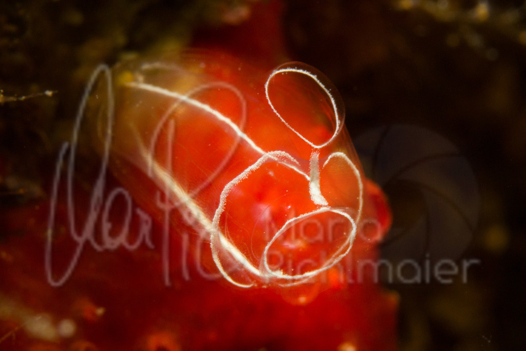 Clavelina lepadiformis | Seescheide - Realisiert mit Pictrs.com
