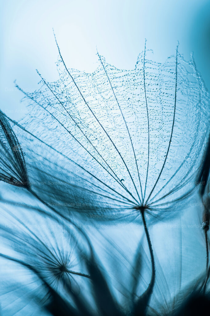 Tröpfchen im Schirm | Das Schrirmchen einer Pusteblume, benetzt mit zarten Tropfen in einer ungewöhnlichen Perspektive - Realisiert mit Pictrs.com