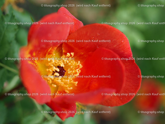 titusgraphy-P6080444_var-102 | Fotokunstarbeit aus der INSTAGRAM-Gallerie auf titusgraphy.eu - Realisiert mit Pictrs.com