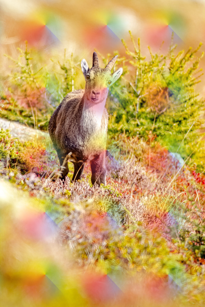 148A2297 | FineArtPrint, Hahnemühle, FeeGalerie, Fee Galerie, Fotokunst, Fotografie, Canonphotography, Bergfoto, Matterhorn, Rimpfischhorn, Allalinhorn, Saas-Fee, Wallis, Valais, Switzerland, Bergfotografie