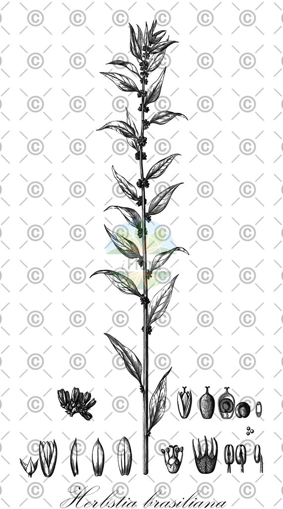 HistAbb_wfo-4000017533_1_ENZY_Simple | Historische Abbildung von Herbstia brasiliana - Amaranthaceae | Historical Illustration of Herbstia brasiliana - Amaranthaceae