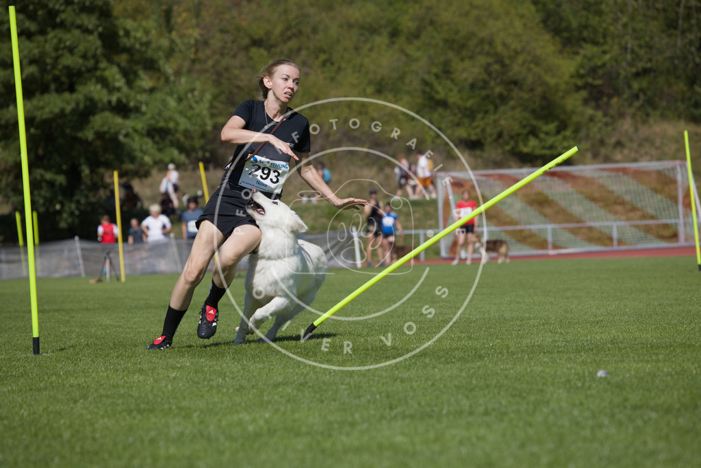 0L8A7053 | Hundefotografie, Tierfotograf, Pfotenfotografie, Fotoshooting Hund, Hunde Portrait, Hundesport, Hundeportraits, Heideshooting, Hunde, Sportfotograf, Hundefotograf, Turnierhundsport, THS,  - Realisiert mit Pictrs.com