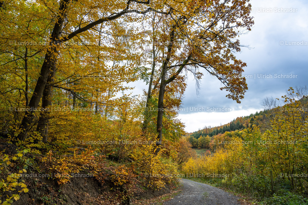 10049-12901 - Herbst im Westharz | Stockfoto und Bilderpool mit Bildmaterial aus Deutschland, dem Harz, Halberstadt, Quedlinburg, Wernigerode und weltweit. Qualitativ hochwertige und professionelle Fotos anschauen und kaufen. - Realisiert mit Pictrs.com