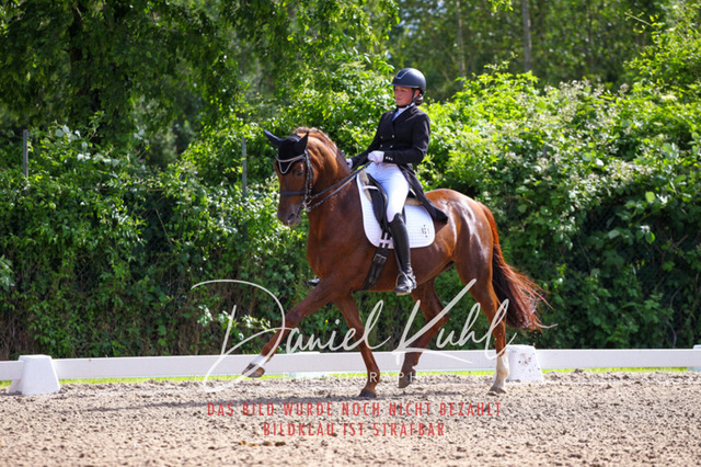 DKP41424 | Deine Turnierfotos vom Reitturnier online kaufen: Dressur, Springen & Siegerehrung. Professionelle Pferdefotografie aus dem Rheinland – als Download & Print.Alternative: Turnierfotograf für den Pferdesport: Finde deine Fotos von Dressur- und Springturnier