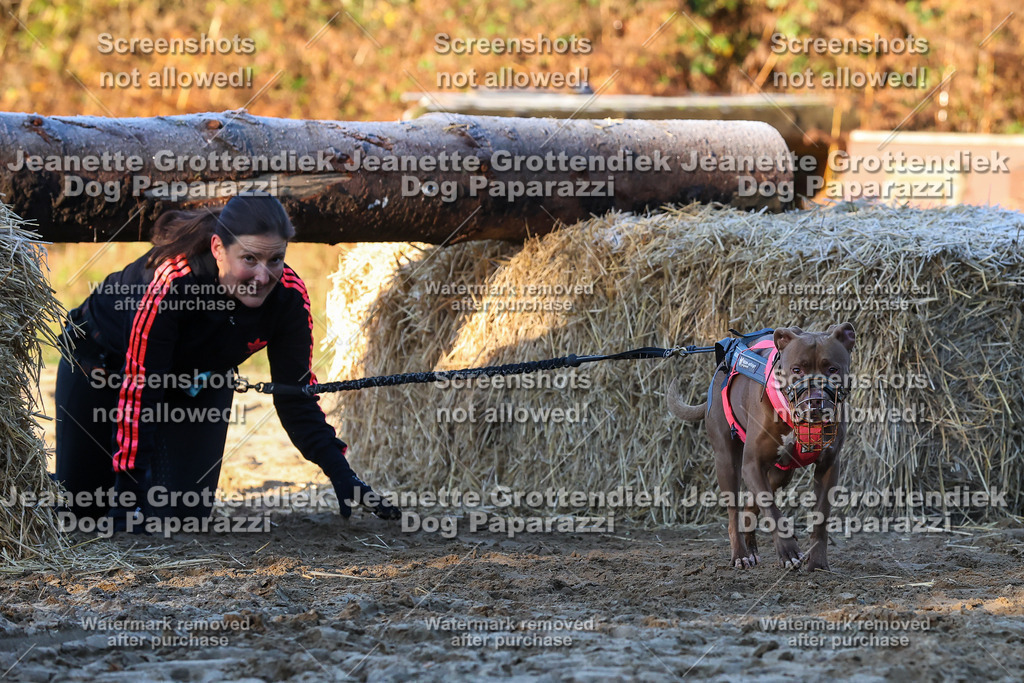 Dog Paparazzi - Strongdog 10-25-674 | Dog Paparazzi Jeanette Grottendiek Fotografie & Videografie - Realisiert mit Pictrs.com