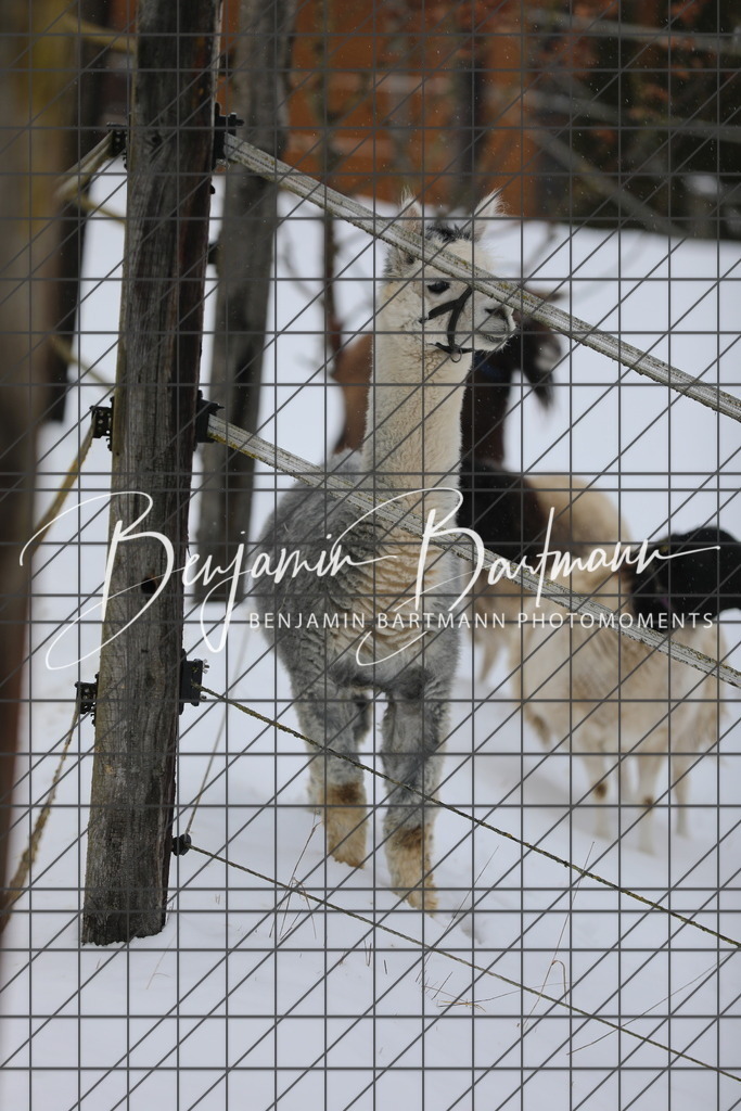 AZ2A3321 | Benjamin Bartmann Photomoments