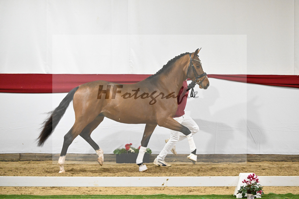 Kat-Nr. 62 v. DSP Topas_Schepper_63221842 | hf-fotografie - Realizzato con Pictrs.com