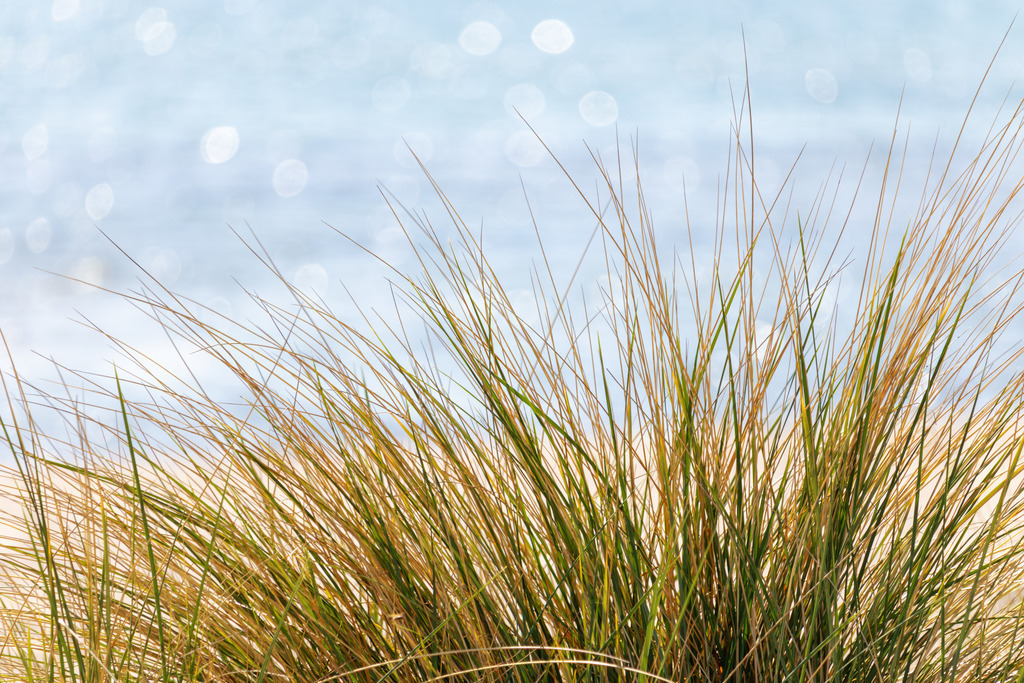 Wandbild: Strandhafer im maritimen Wind | Die beruhigende Wirkung der Natur eingefangen in einem harmonischen Motiv – dieses Wandbild zeigt den Strandhafer in Schubystrand an der Ostsee. Die sanfte Farbgebung und die natürliche Struktur der Halme schaffen eine entspannte und wohltuende Atmosphäre. Ideal für Wartezimmer, Behandlungsräume oder Empfangsbereiche, um eine stressfreie Umgebung zu fördern. - Realisiert mit Pictrs.com