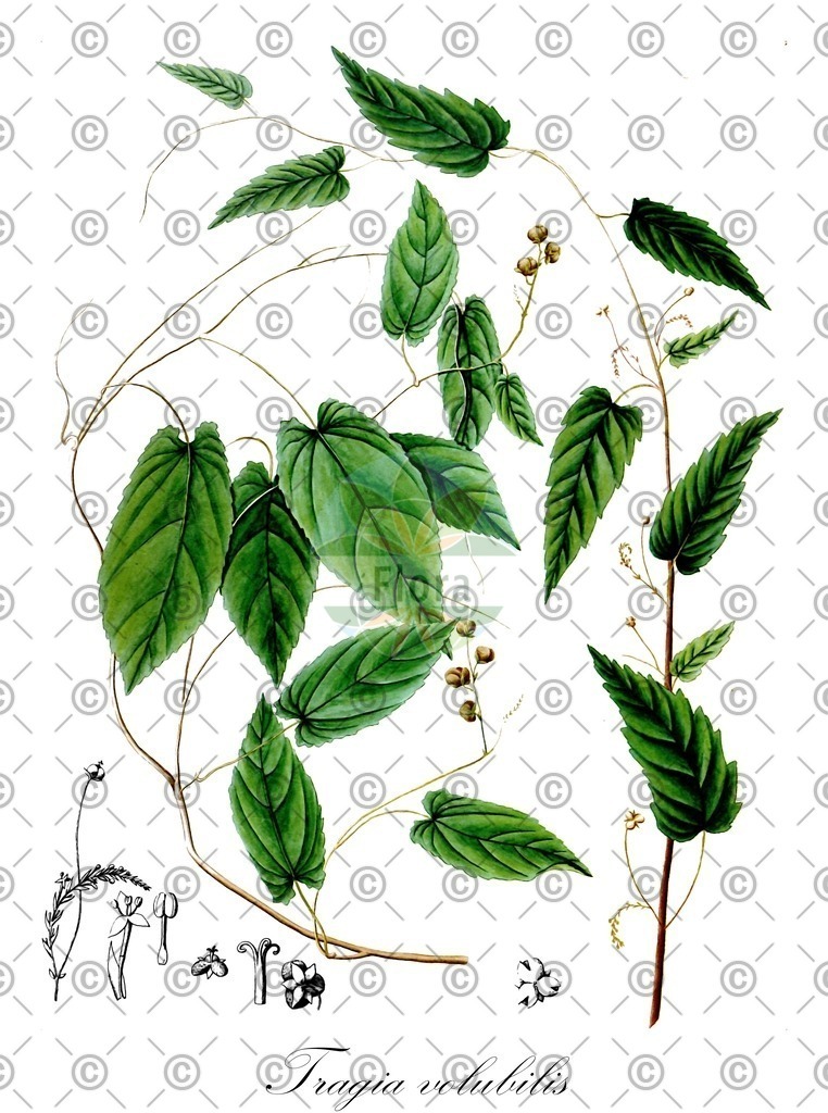 HistAbb_7YJV_1_ENZY_Simple | Historische Abbildung von Tragia volubilis - Euphorbiaceae | Historical Illustration of Tragia volubilis - Euphorbiaceae