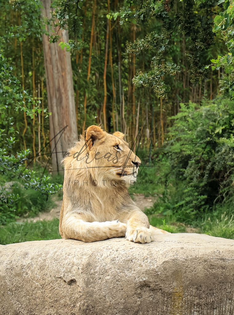 Löwenprotrait | Zoobesuch Leipzig 2022 - Realisiert mit Pictrs.com
