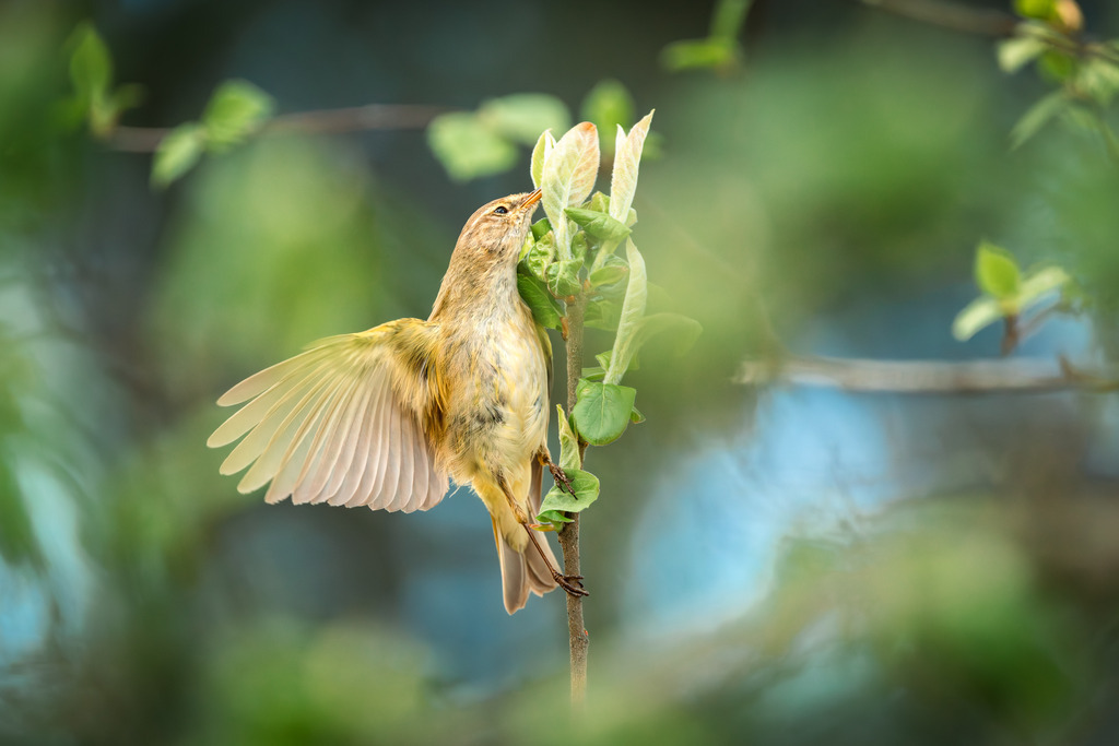 Fitis | Ein Fits sammelt kleine Insekten von den Blüten eines Baumes.
