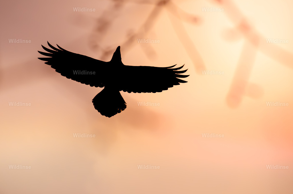 Wildlinse-180402-1 | Willkommen bei Wildlinse. Wildtierfotografien aus Schleswig-Holstein: Entdecke einzigartige Fine-Art-Prints und Poster, die Ruhe, Wildnis und die Schönheit unserer heimischen Tierwelt in dein Zuhause bringen. - Realisiert mit Pictrs.com