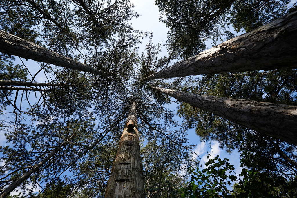 Pecher Gerhold Wöhrer | Matzendorf-Hölles, Austria - July 04, 2019: Pecherpfad in Hölles mit Pecher Gerhold Wöhrer; Blick in die Baumkronen der Föhren, mit Pechhäferl. - Realisiert mit Pictrs.com