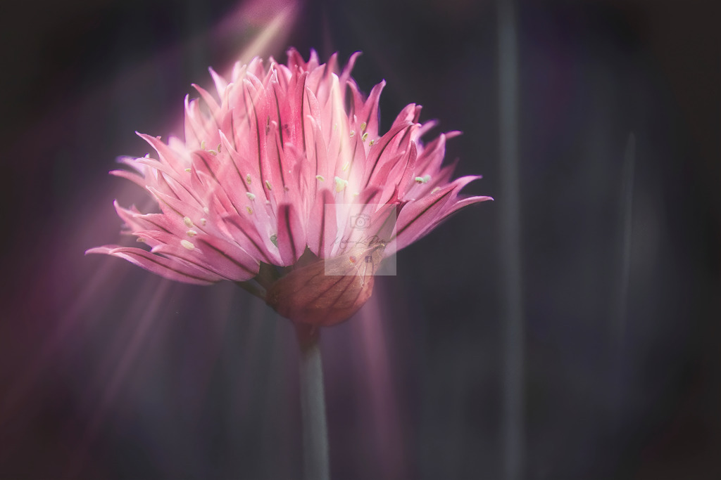 Makro - floral (44) | Buche Fotoshootings und entdecke hochwertige Fotoprodukte bei Mathias Ku Photos. Personalisiert, kreativ & mit Liebe zum Detail. Jetzt informieren! - Realisiert mit Pictrs.com