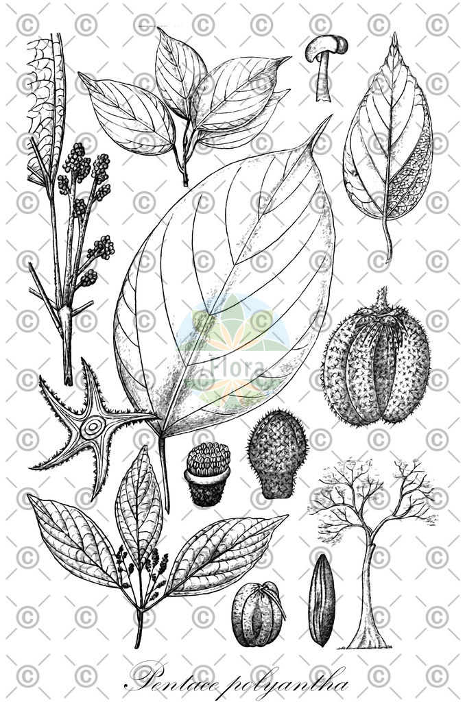 HistAbb_wfo-0000003620_1_ENZY_Simple | Historische Abbildung von Pentace polyantha - Malvaceae | Historical Illustration of Pentace polyantha - Malvaceae