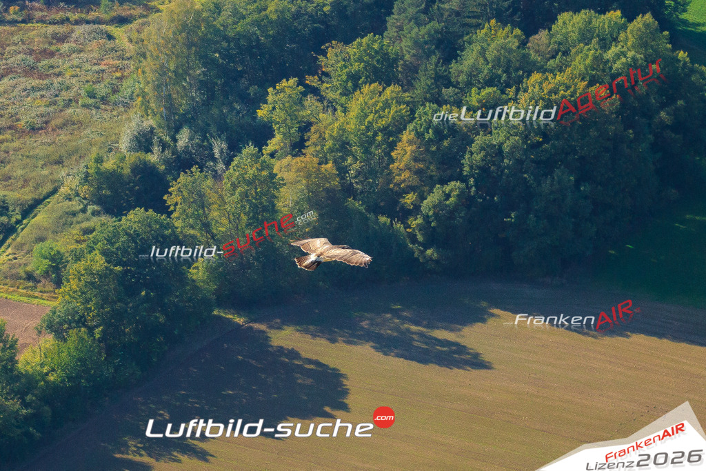 Die Luftaufnahme Bussard-gemeinsam-fliegen - Weismain wurde vom UL-Flugzeug (keine Drohne) aus fotografiert.Hohe Druck- Auflösung-die Geschenkidee!