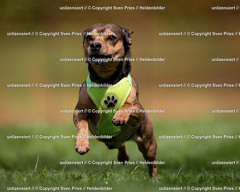 Sven Pries | 2024-04-21 - Hunderennen Baden-Oos
Foto: Sven Pries - Realisiert mit Pictrs.com