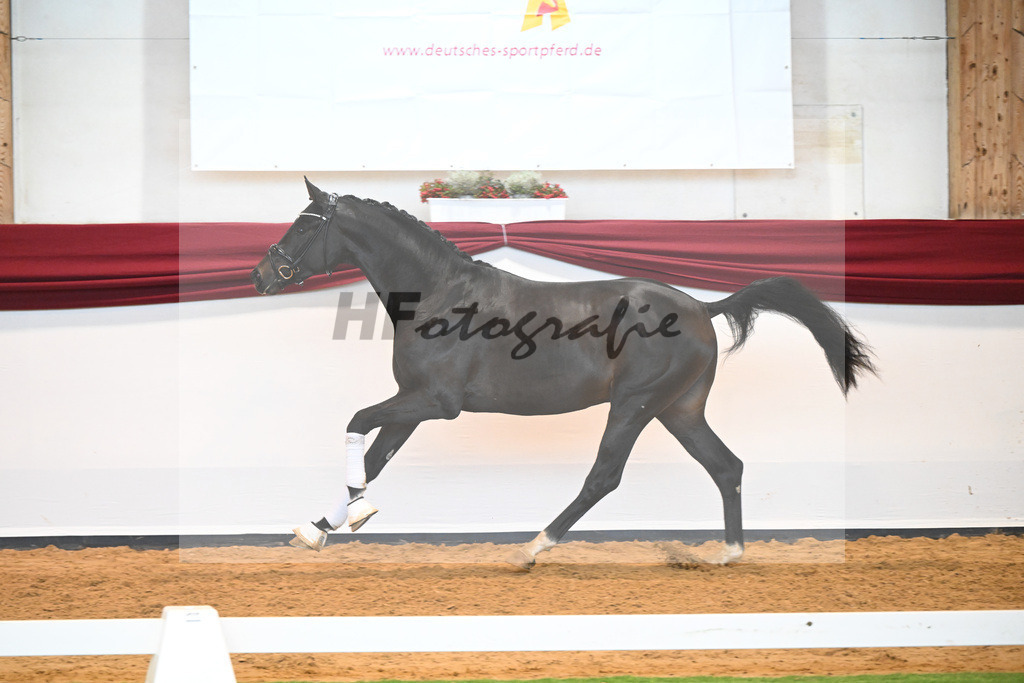 Kat-Nr. 19 v. Desperados_Reesink Horses_66220310 | hf-fotografie - Realisiert mit Pictrs.com