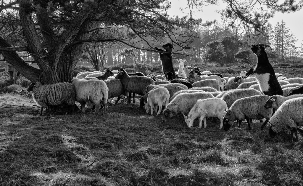 wanderschaefereien-schleswig-holstein-008 | Die Löwenstedter Sandberge, ein Naturschutzgebiet im Kreis Nordfriesland,
sind eines der angestammten Beweidungsgebiete der Schäferei Kley.
Ziegen sind in jeder Wanderschafherde vertreten und fressen, wie hier im Bild, gerne stehend Blätter von Bäumen. Für Schafe wären sie nicht erreichbar. Zudem ernähren sich Schafe auch nur zu zwanzig Prozent von Gehölz, Ziegen
aber zu achtzig Prozent. - Realisiert mit Pictrs.com