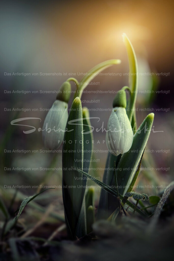 Wandbild Morgenstimmung | Schneeglöckchen sind kleine weiße Blumen, die im späten Winter oder frühen Frühling blühen. Sie sind bekannt für ihr zartes Aussehen und gelten oft als Symbol für Hoffnung und Erneuerung. Schneeglöckchen sind in Gärten und Wäldern in ganz Europa verbreitet. - Realisiert mit Pictrs.com