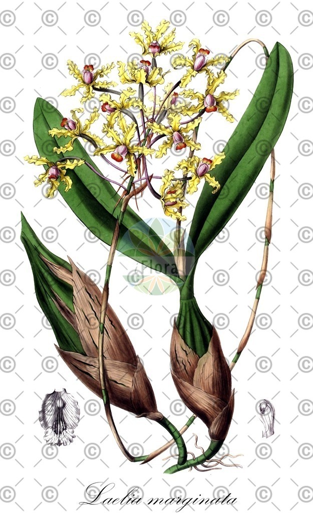 HistAbb_wfo-0000077198_1_ENZY_Simple | Historische Abbildung von Laelia marginata - Orchidaceae | Historical Illustration of Laelia marginata - Orchidaceae
