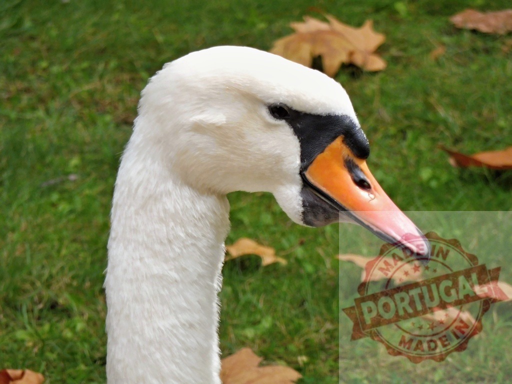 Mute swan head close up with orange beak | White mute swan head and neck close up with green grass and autumn leaves - Realisiert mit Pictrs.com