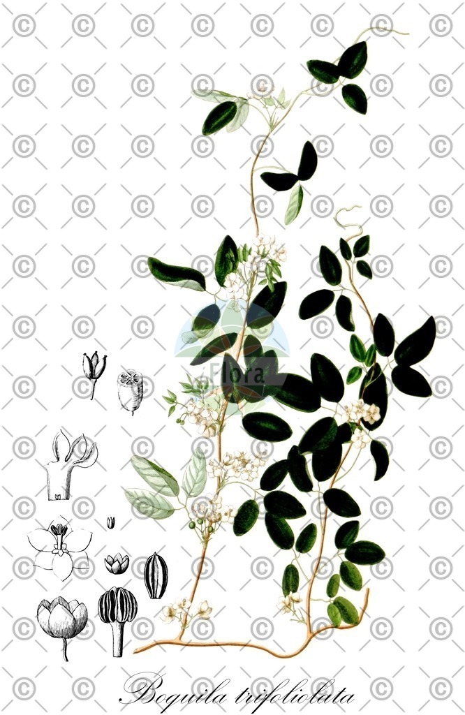 HistAbb_EMP_109650_SRC_Schlechtendal_FLORAD_SIMPLE | Historische Abbildung von Boquila trifoliolata - Lardizabalaceae | Historical Illustration of Boquila trifoliolata - Lardizabalaceae