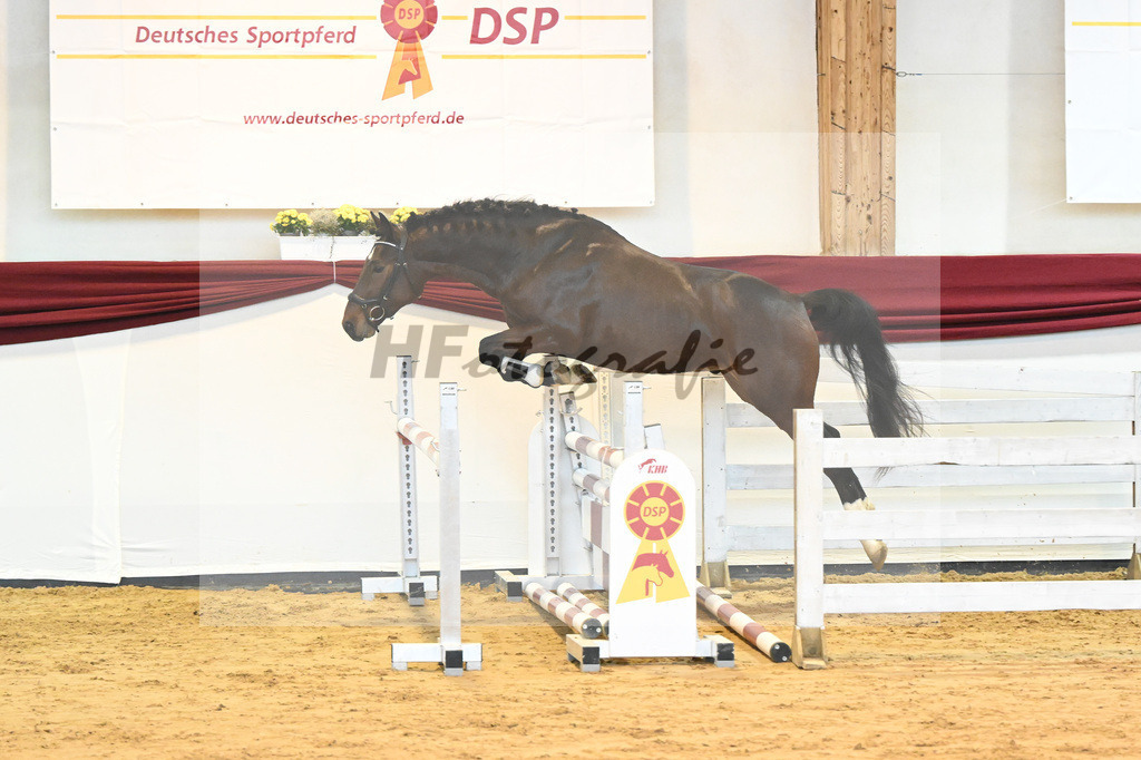 Kat-Nr. 36 v. Ivory vom Schloesslihof_Bauch_66221117 | hf-fotografie - Realisiert mit Pictrs.com