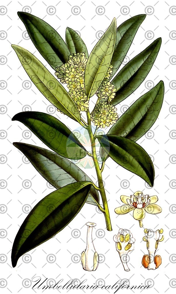HistAbb_wfo-0001091434_1_ENZY_Simple | Historische Abbildung von Umbellularia californica - Lauraceae | Historical Illustration of Umbellularia californica - Lauraceae (california bay;california laurel;myrtle-wood;oregon-myrtle)