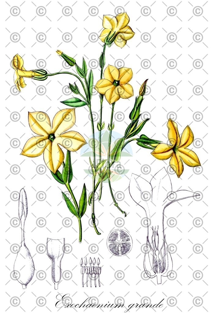 HistAbb_wfo-0001021589_1_ENZY_Simple | Historische Abbildung von Exochaenium grande - Gentianaceae | Historical Illustration of Exochaenium grande - Gentianaceae