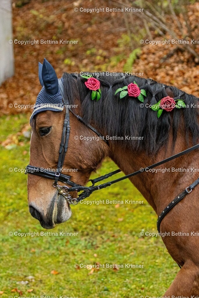 LL25-159 | foto-bettina-krinner - Realisiert mit Pictrs.com