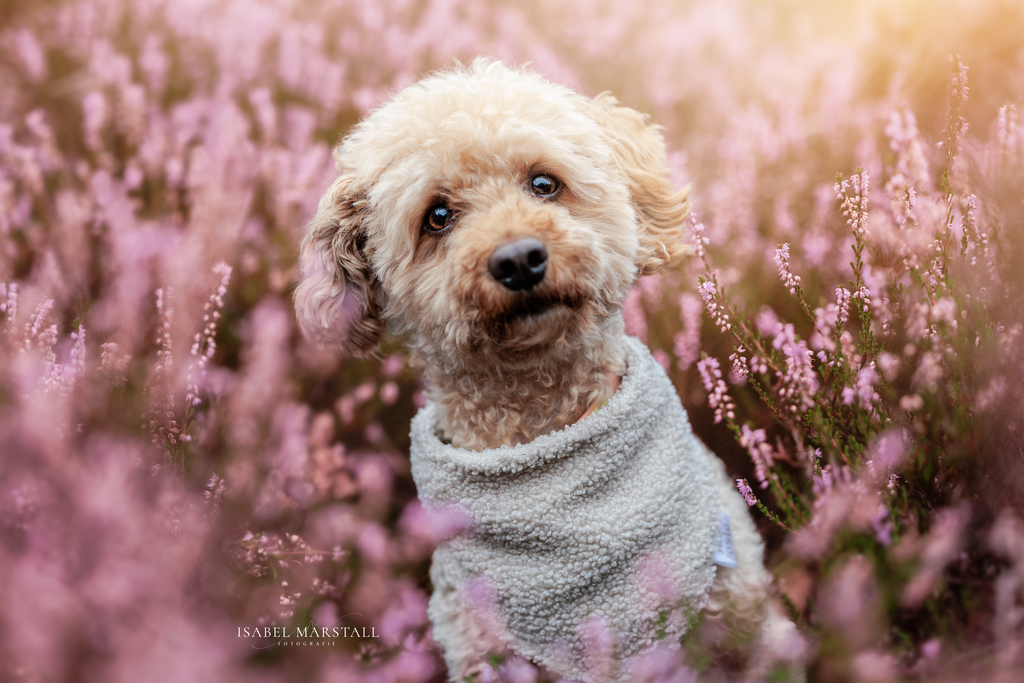 DK5A1199 | Isabel Marstall Fotografie - Realisiert mit Pictrs.com