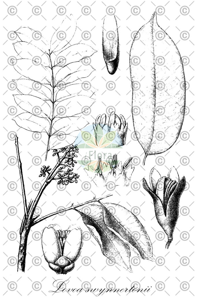HistAbb_wfo-0000230696_1_ENZY_Simple | Historische Abbildung von Lovoa swynnertonii - Meliaceae | Historical Illustration of Lovoa swynnertonii - Meliaceae