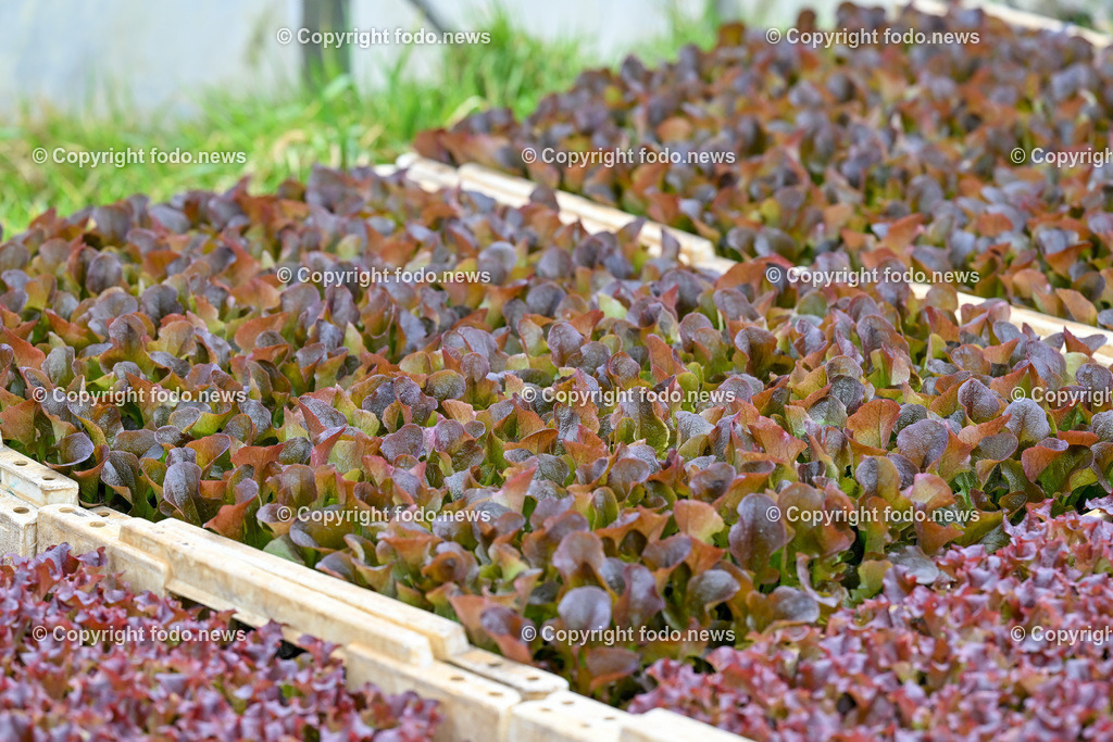 Biohof Berner_ Pupping_ 28.02.2023-16 | 28.02.2023, Pupping, AUT, Biohof Berner, im Bild Eichenblatt (Salat)