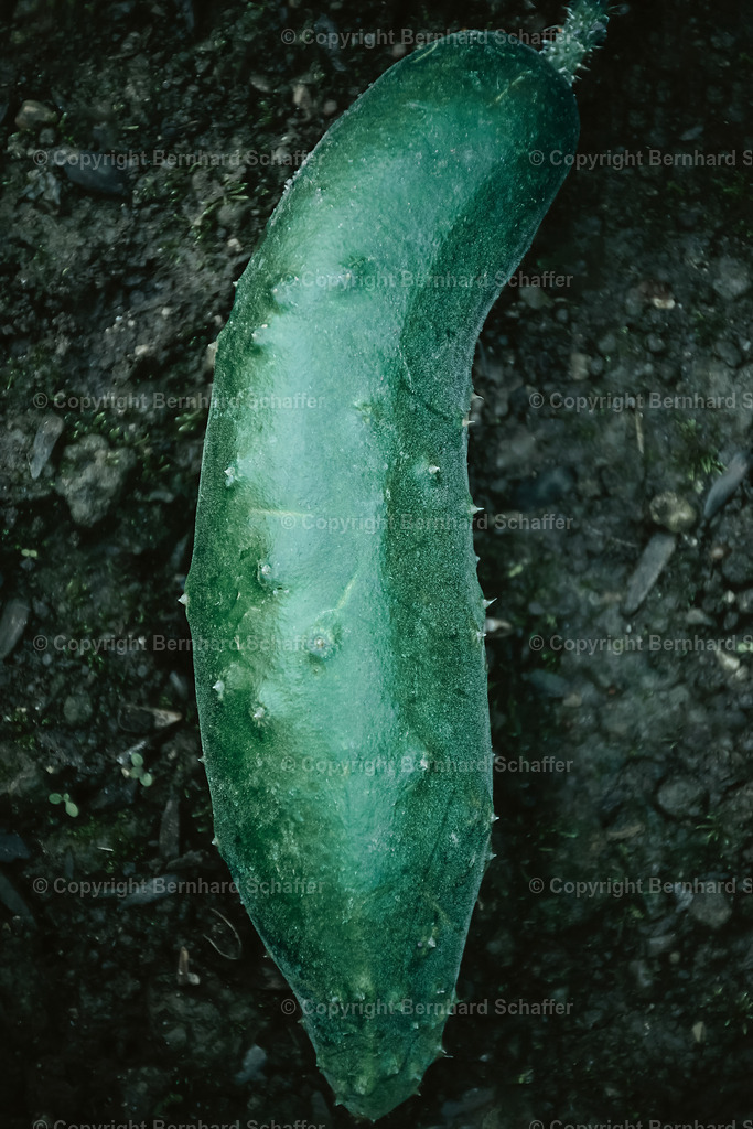 Boden-Salatgurke  | Eine grüne wachsende Gurke liegt auf dem schwarzen Boden eines Gartenbeetes. - Realisiert mit Pictrs.com