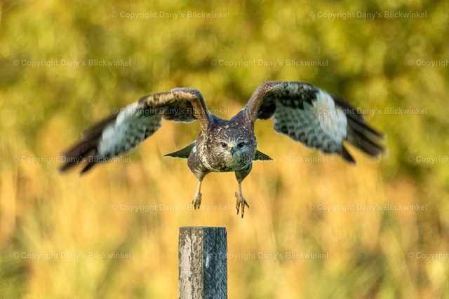 2022176 | Tierfotografie, Tierkalender, Tierbilder, Insekten, Spinnen, Vögel, Schmetterling, Libellen, Leinwand, Colorkey, Qualität, Geschenkartikel, Geschenk - Realisiert mit Pictrs.com