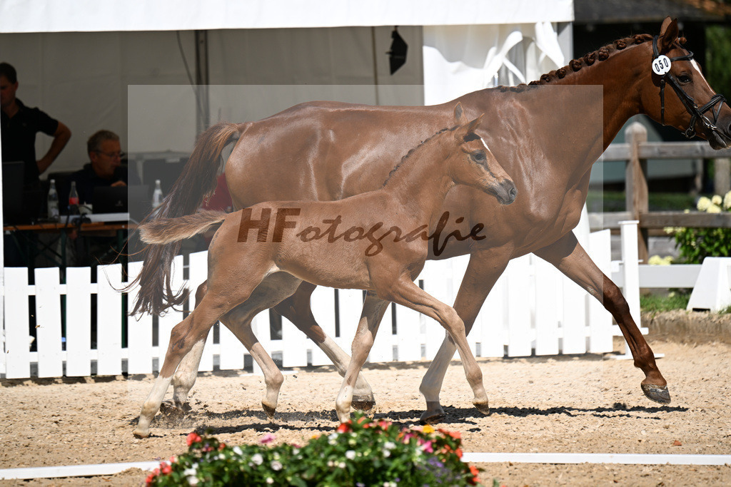 Kat-Nr. 50 Va Bene x Filou_SF_Kopp_29251446 | hf-fotografie - Realisiert mit Pictrs.com