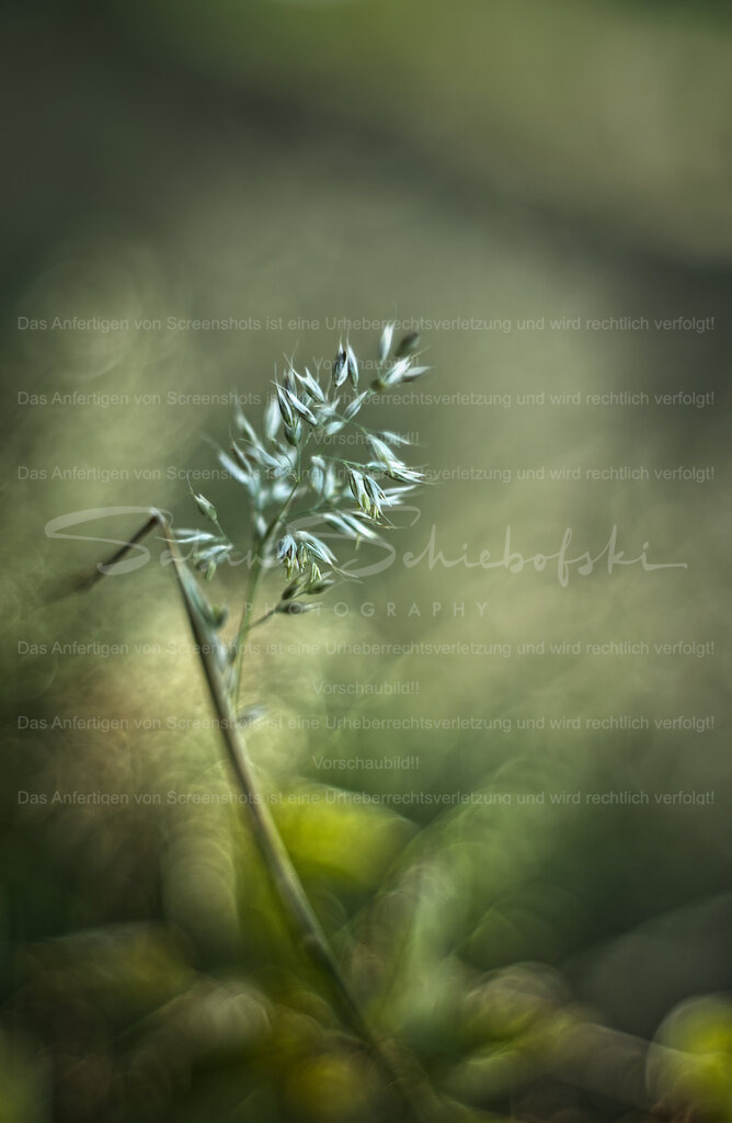 "weiches Honiggras" mit weichem Bokeh | People- und Tierfotografie, Imageaufnahmen, Veranstaltungsfotografie und Wandbilder aus der Natur ★ Made in Germany ✔️ Druck + Downloads ✔️ Naturfotografie in Top Qualität ★ schneller Versand, weltweite Lieferung! - Realisiert mit Pictrs.com