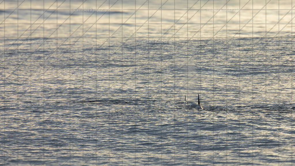 _MGL8511-Orcas_youtube | Bildkunst Warnemünde, Fotokunst Warnemünde, Fotostudio Rostock Warnemünde, Technologiecampus, Onlinedruckerei, Fotokunst Warnemünde, Ostseebad Warnemünde 