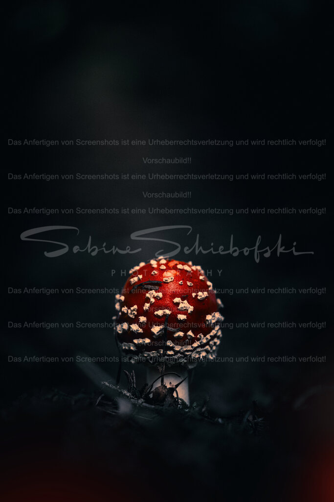 Rotlichtviertel | People- und Tierfotografie, Imageaufnahmen, Veranstaltungsfotografie und Wandbilder aus der Natur ★ Made in Germany ✔️ Druck + Downloads ✔️ Naturfotografie in Top Qualität ★ schneller Versand, weltweite Lieferung! - Realisiert mit Pictrs.com